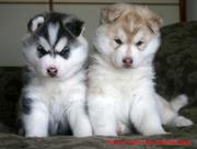 Gorgeous siberian huskies for your home